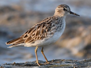 オジロトウネン (Calidris subminuta)