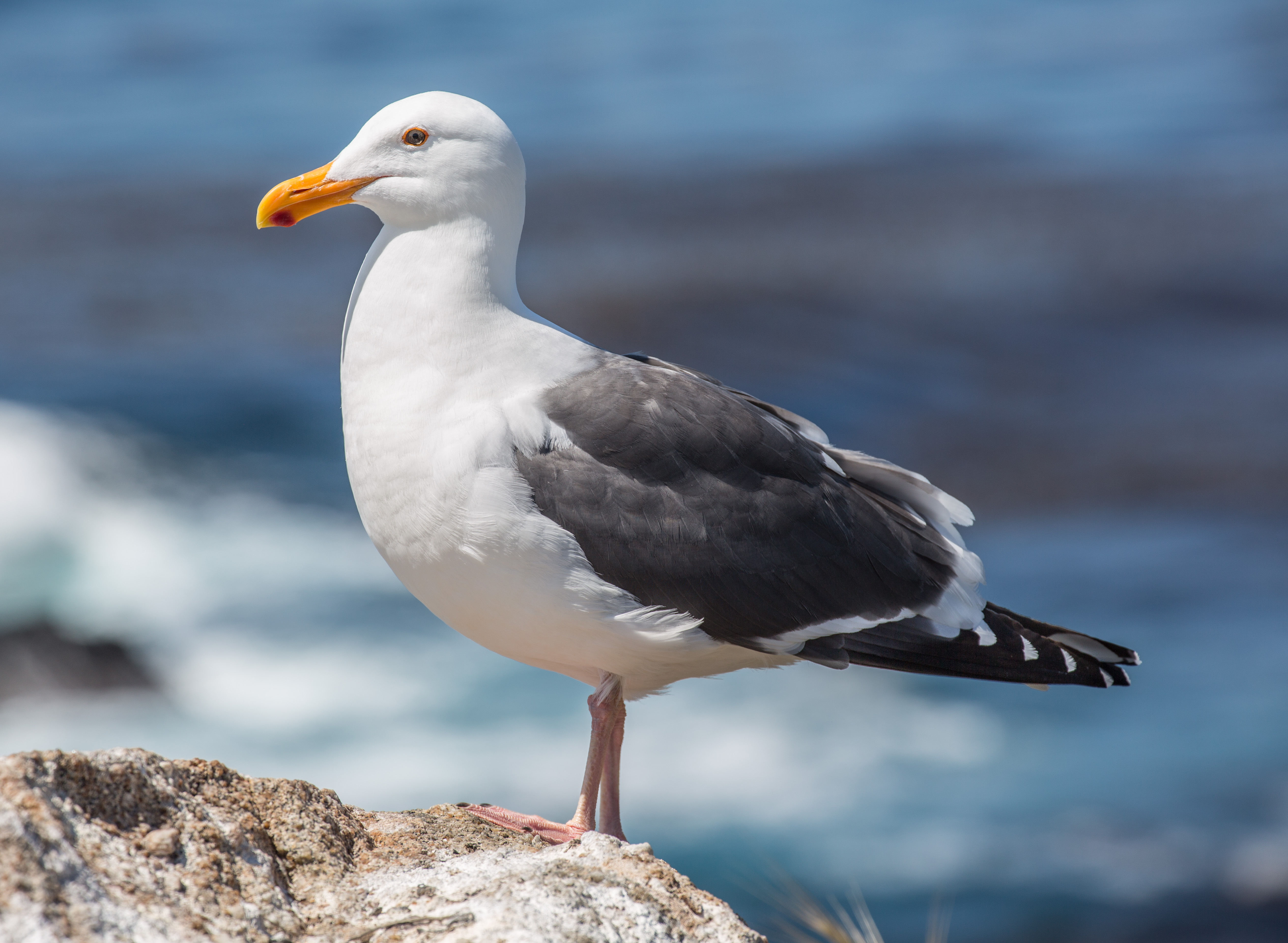 Western Gull (Larus occidentalis)