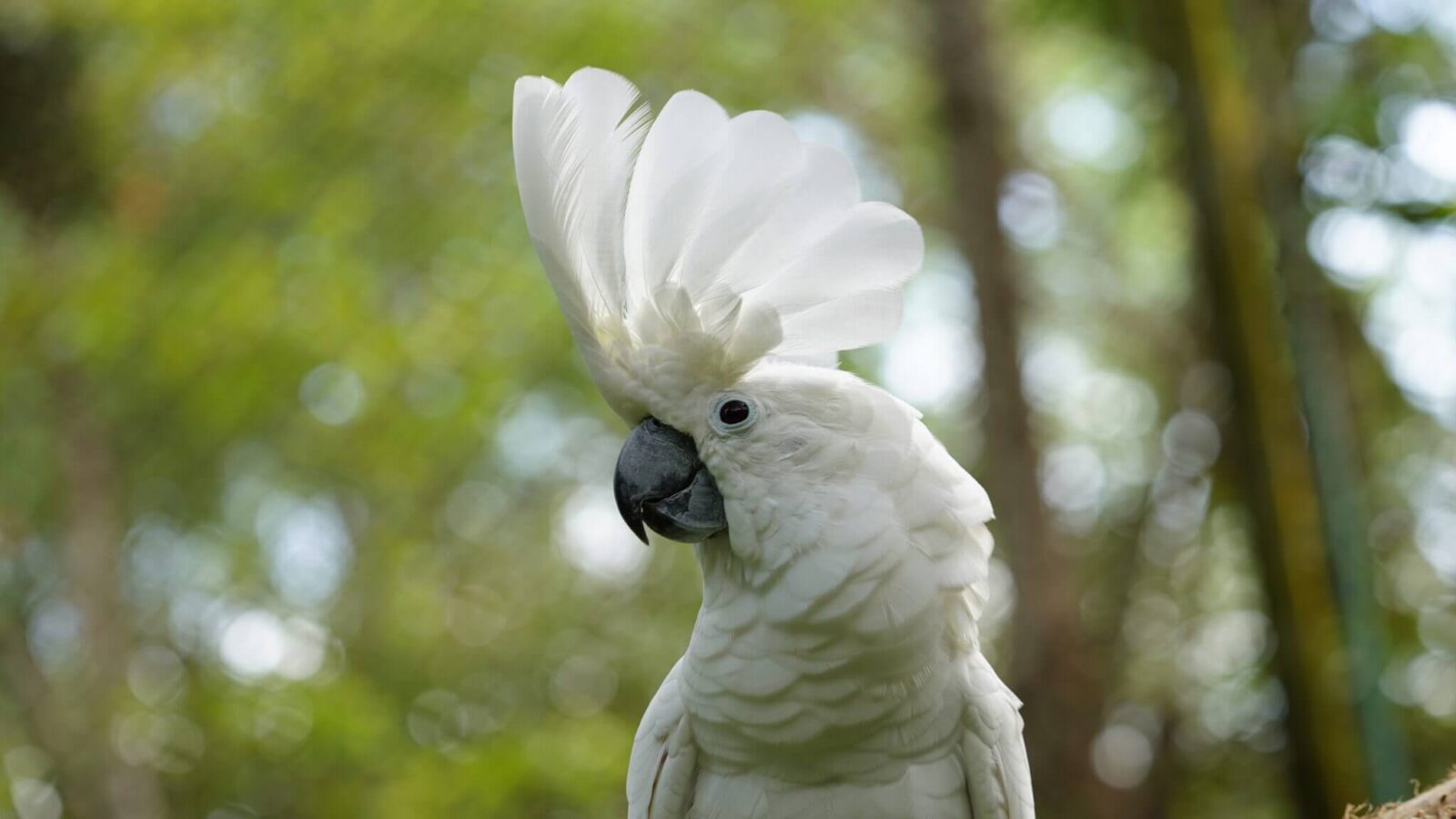 Umbrella Cockatoo (Cacatua alba)