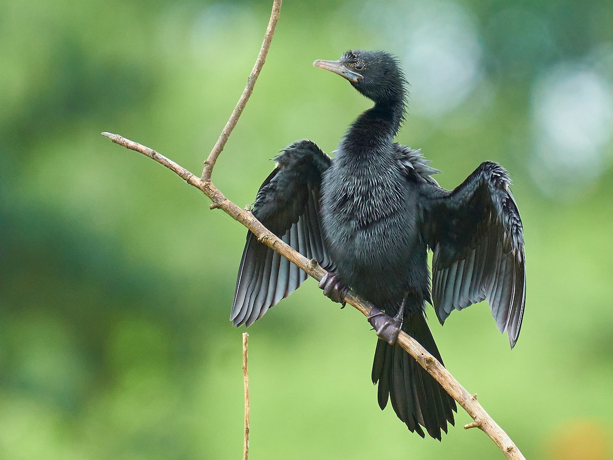 Cormorano minore (Microcarbo niger)