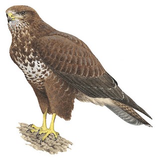 Common Buzzard (Buteo buteo)