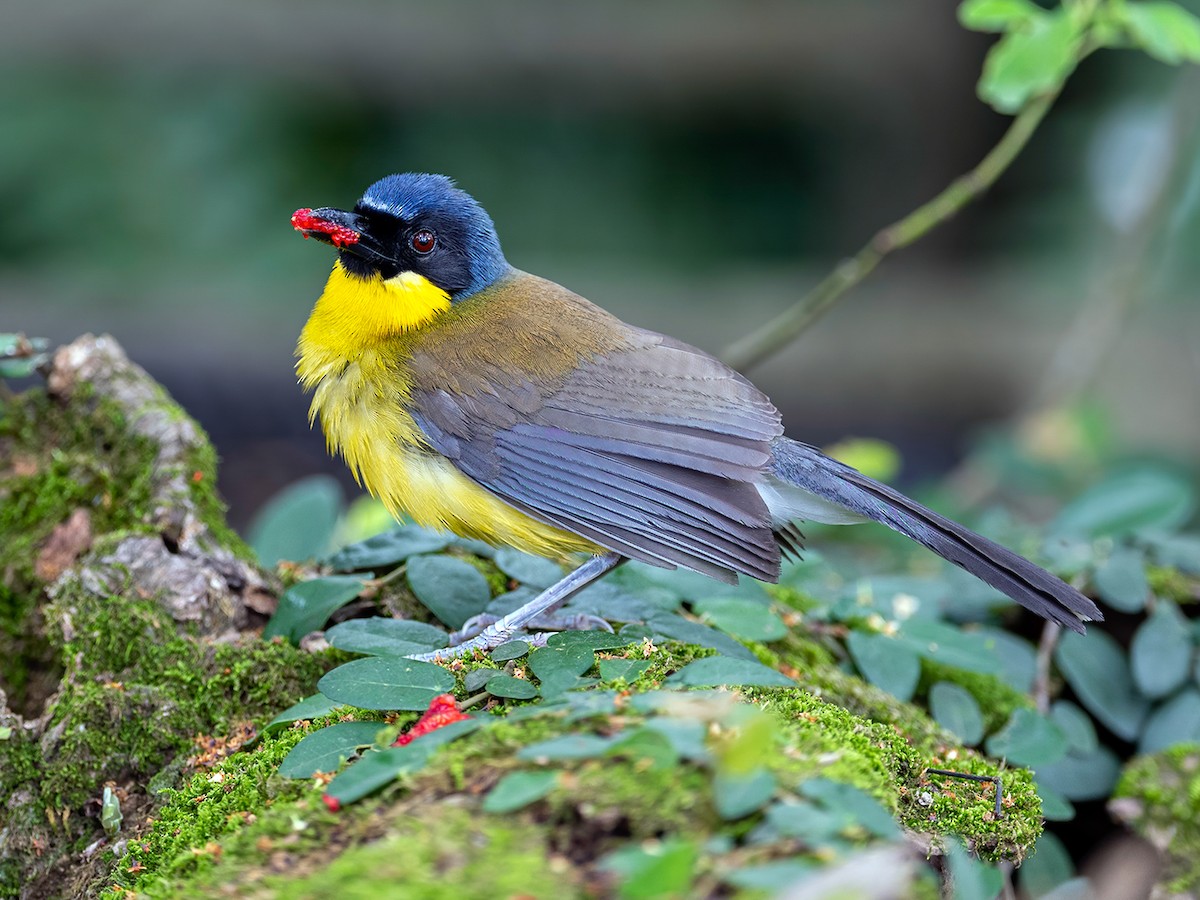 Blauwkruinlachendelijster (Garrulax courtoisi)