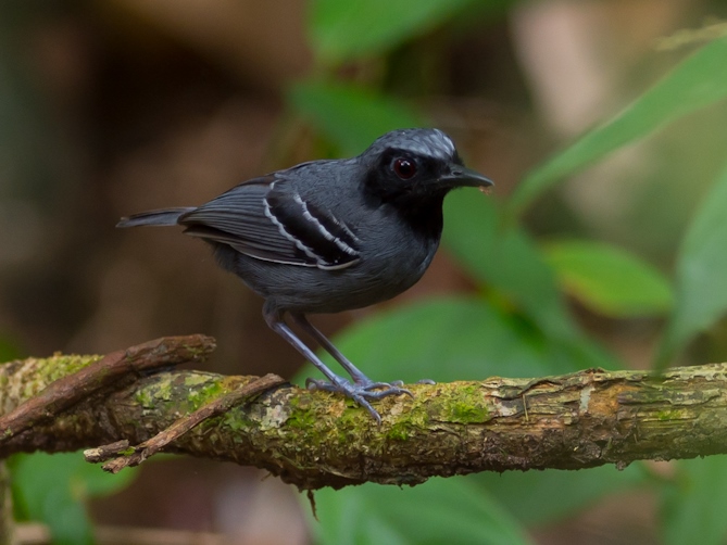 Formigueiro-de-cara-preta (Myrmoborus myotherinus)