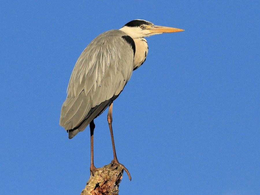 Grey Heron (Ardea cinerea)