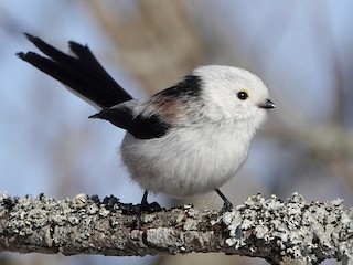 Codibugnolo (Aegithalos caudatus)