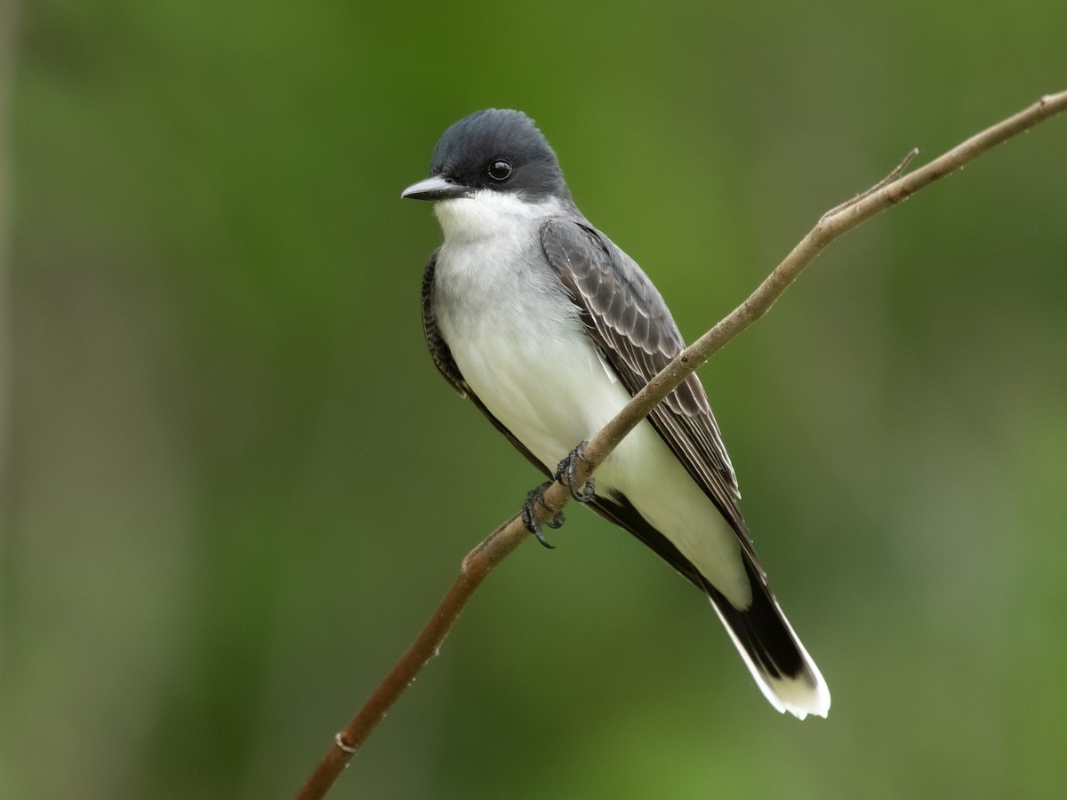 Восточный королевский тиранн (Tyrannus tyrannus)