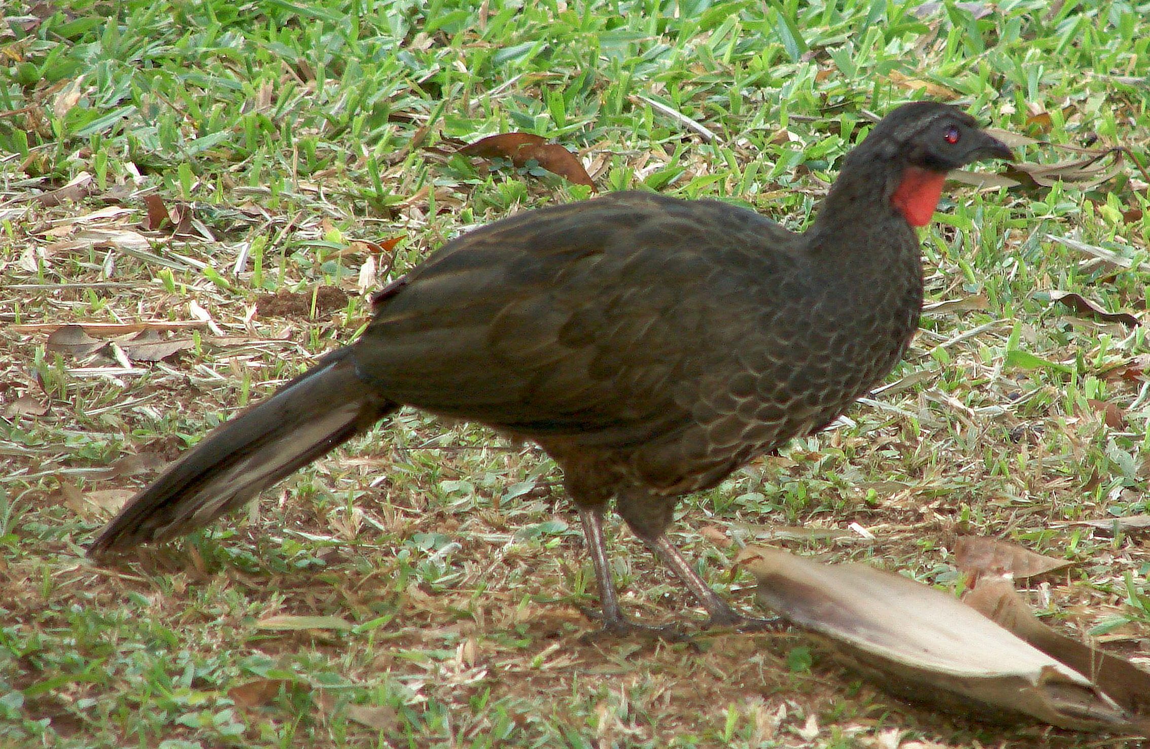 Aracuã-pequeno (Penelope superciliaris)