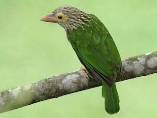 นกโพระดกหน้าผากดำ (Psilopogon lineatus)