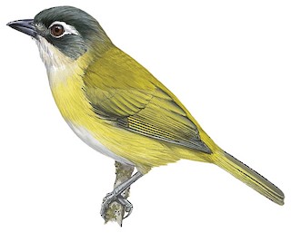 Clorospingus-comum (Chlorospingus flavopectus)