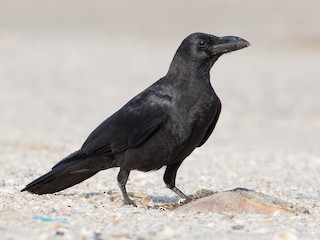 큰부리까마귀 (Corvus macrorhynchos)