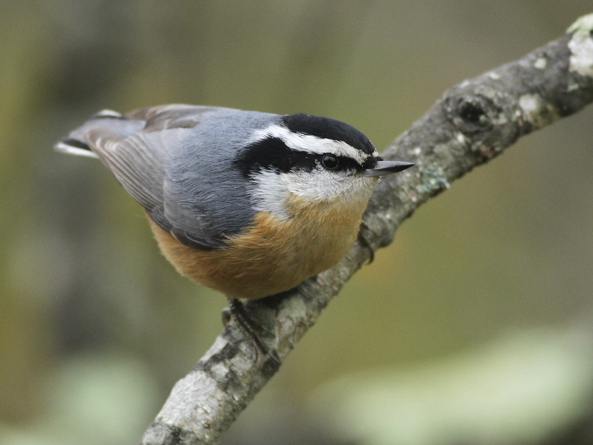 Picchio muratore petto rosso (Sitta canadensis)