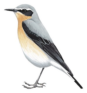 Białorzytka (Oenanthe oenanthe)