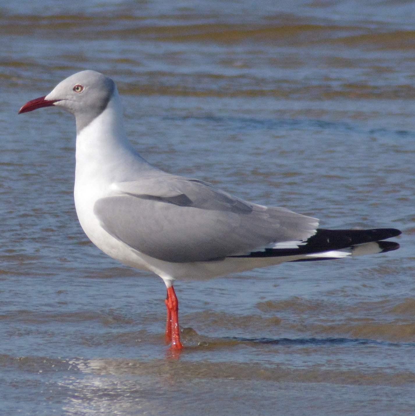 Сероголовая чайка (Chroicocephalus cirrocephalus)