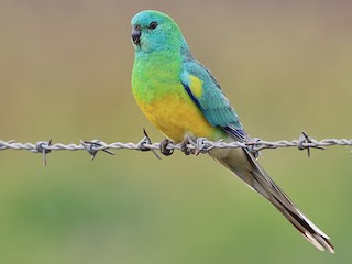 Papoušek zpěvavý (Psephotus haematonotus)