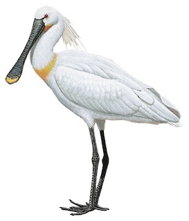 Lepelaar (Platalea leucorodia)