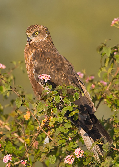 Falco di palude occidentale (Circus aeruginosus)