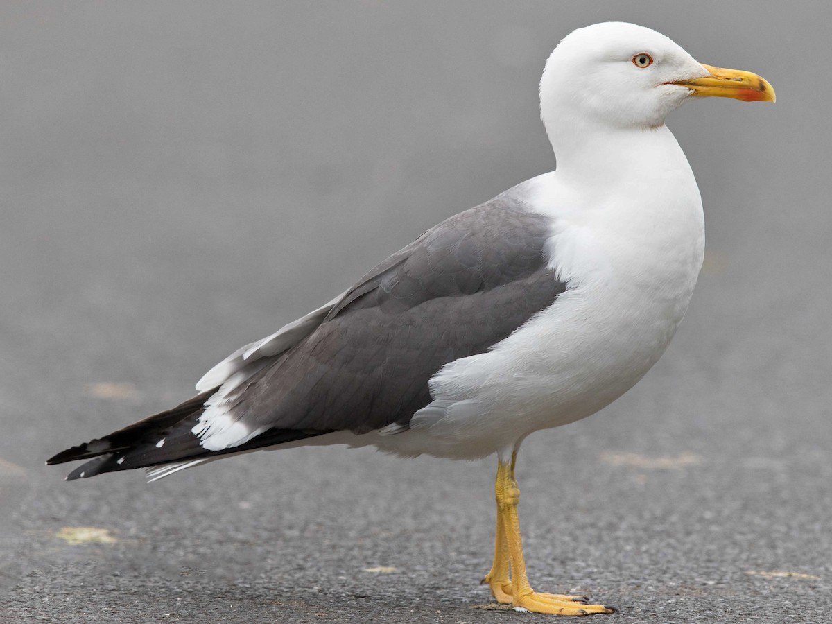 Lesser Black-backed Gull (Larus fuscus)