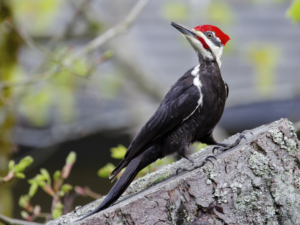 Pájaro carpintero de cresta roja (Dryocopus pileatus)