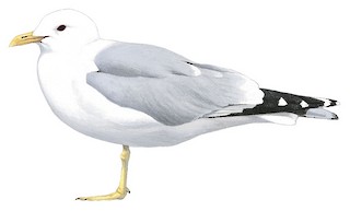 Racek bouřní (Larus canus)