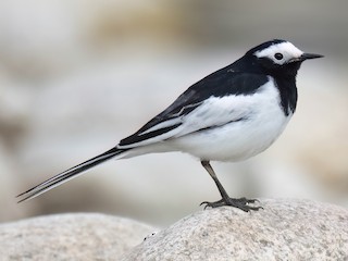 Hvid Vipstjert (Motacilla alba)
