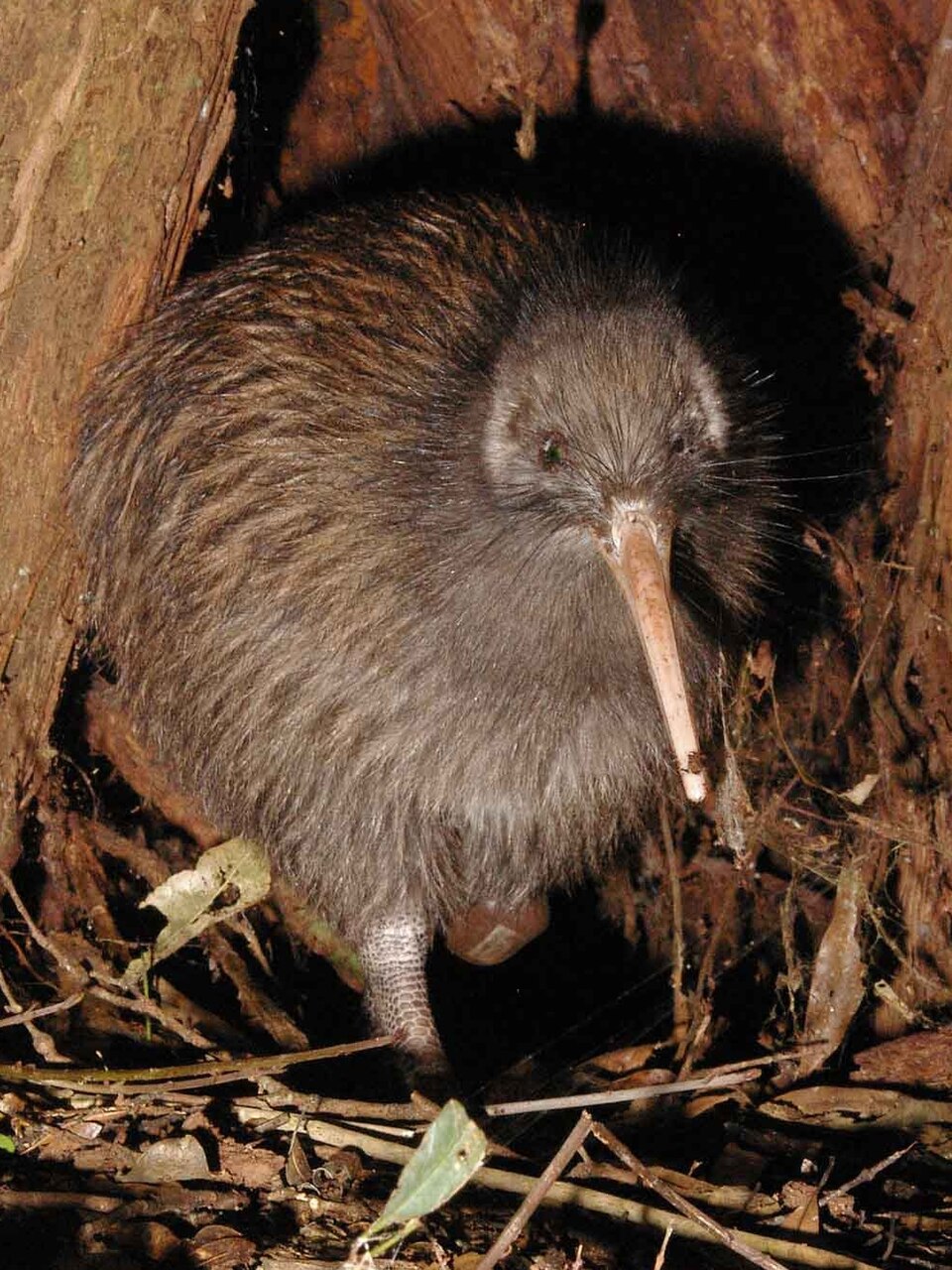 North Island Brown Kiwi (Apteryx mantelli)