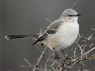 Northern Mockingbird (Mimus polyglottos)