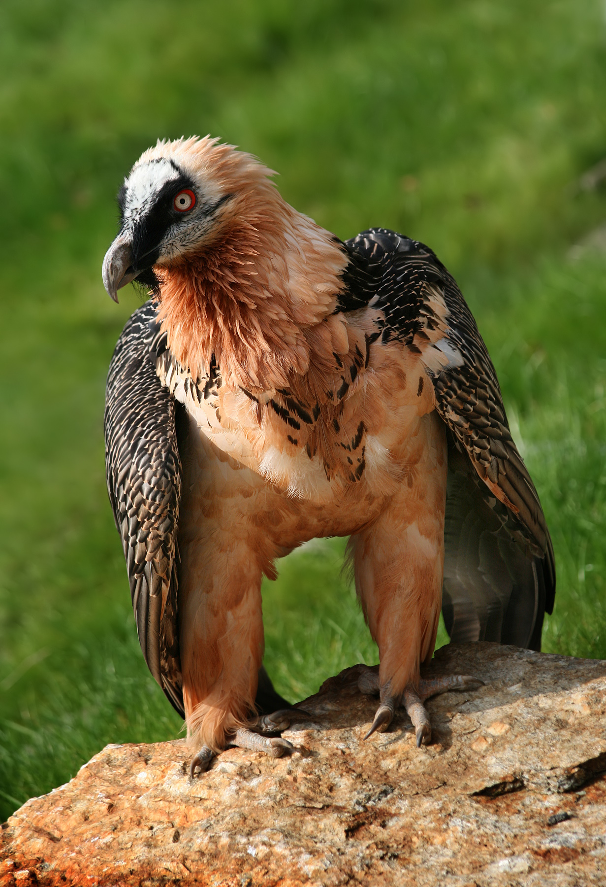 Bearded Vulture (Gypaetus barbatus)