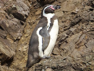 Humboldt Penguin (Spheniscus humboldti)