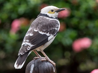 Black-collared Starling (Gracupica nigricollis)