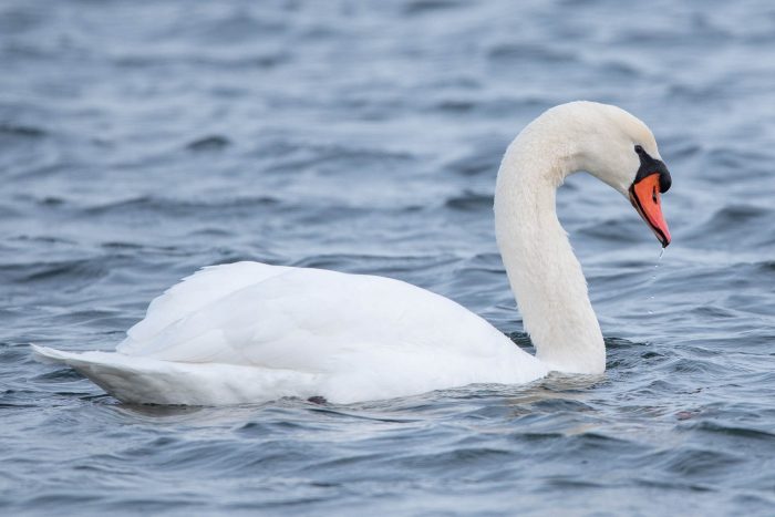 Łabędź niemy (Cygnus olor)