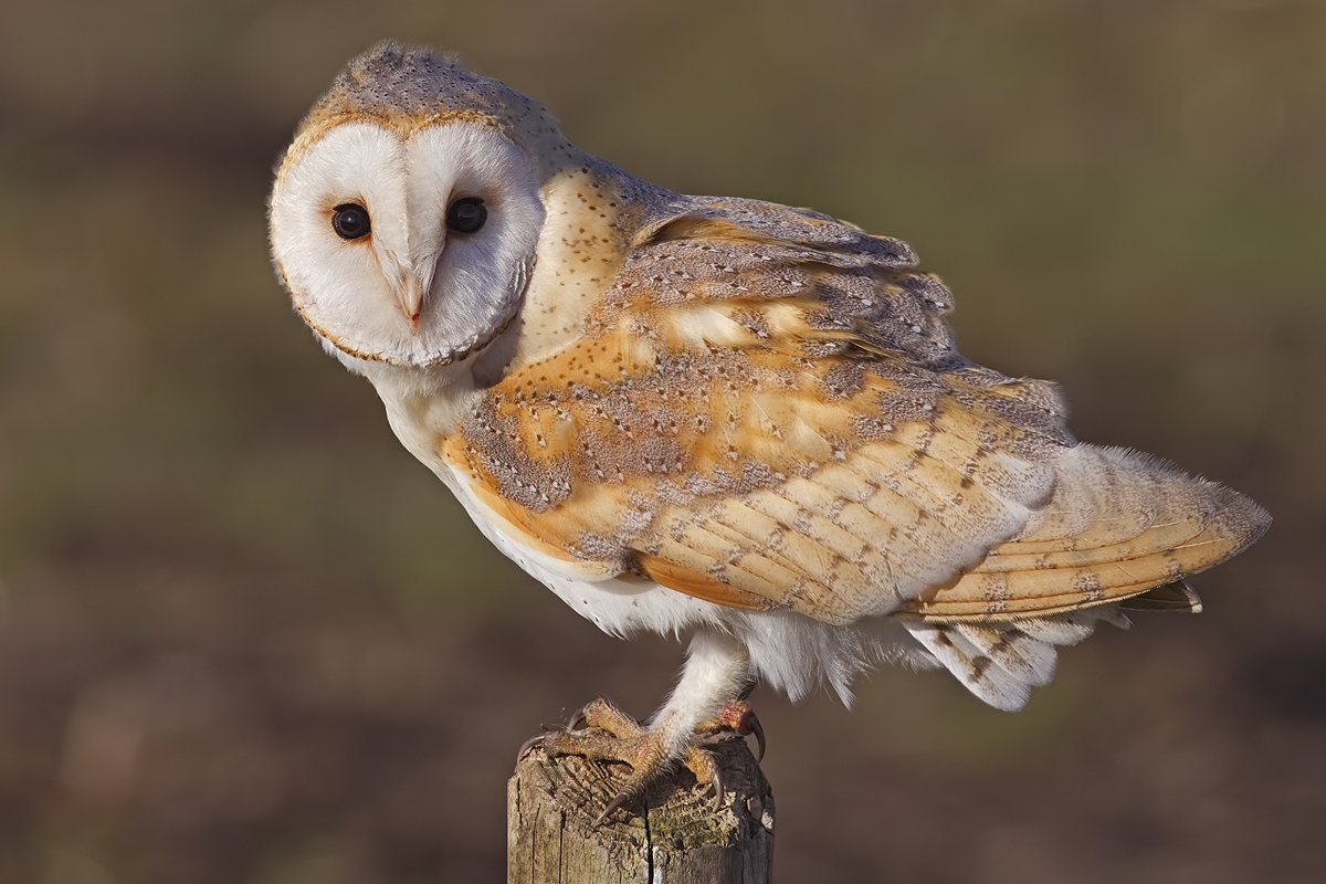 외양간올빼미 (Tyto alba)