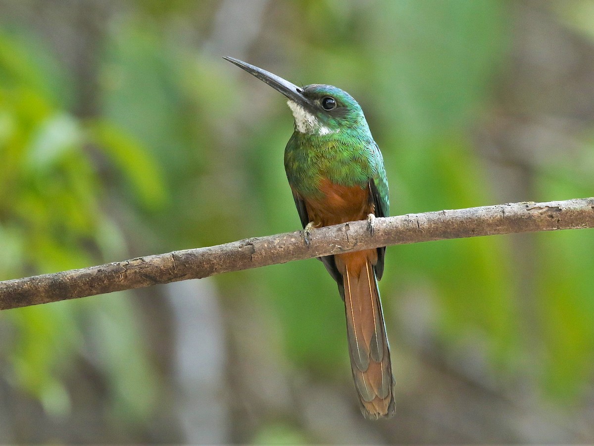 Rufous-tailed Jacamar (Galbula ruficauda)