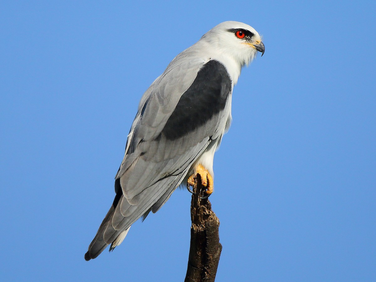 Black-shouldered Kite (Elanus caeruleus)