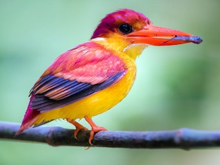 Kouhout rudohřbetý (Ceyx rufidorsa)