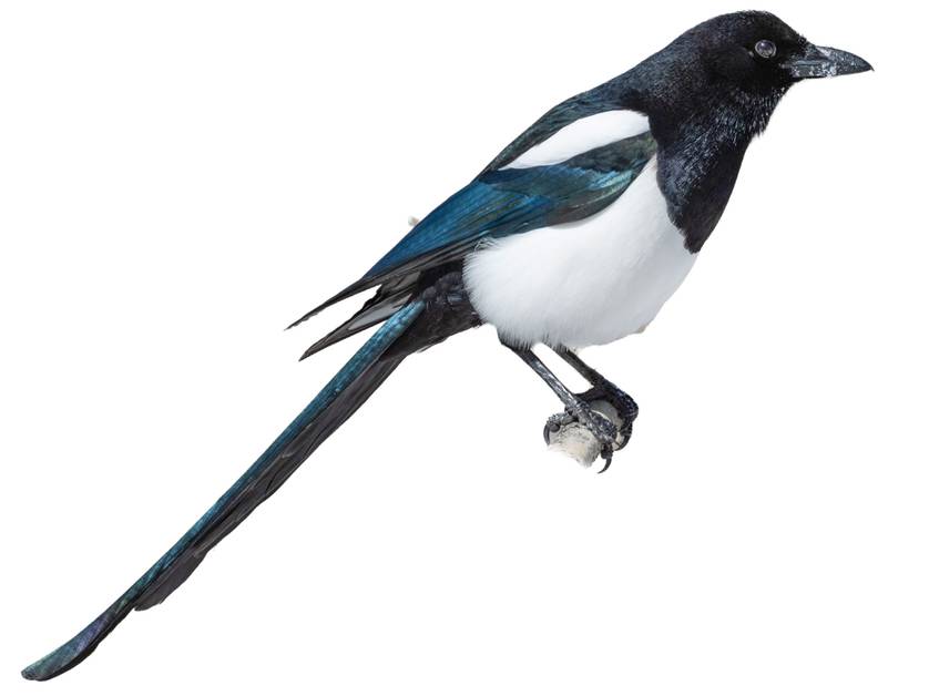 Gazza dal becco nero (Pica hudsonia)