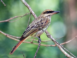 Mosquero Estriado (Myiodynastes maculatus)