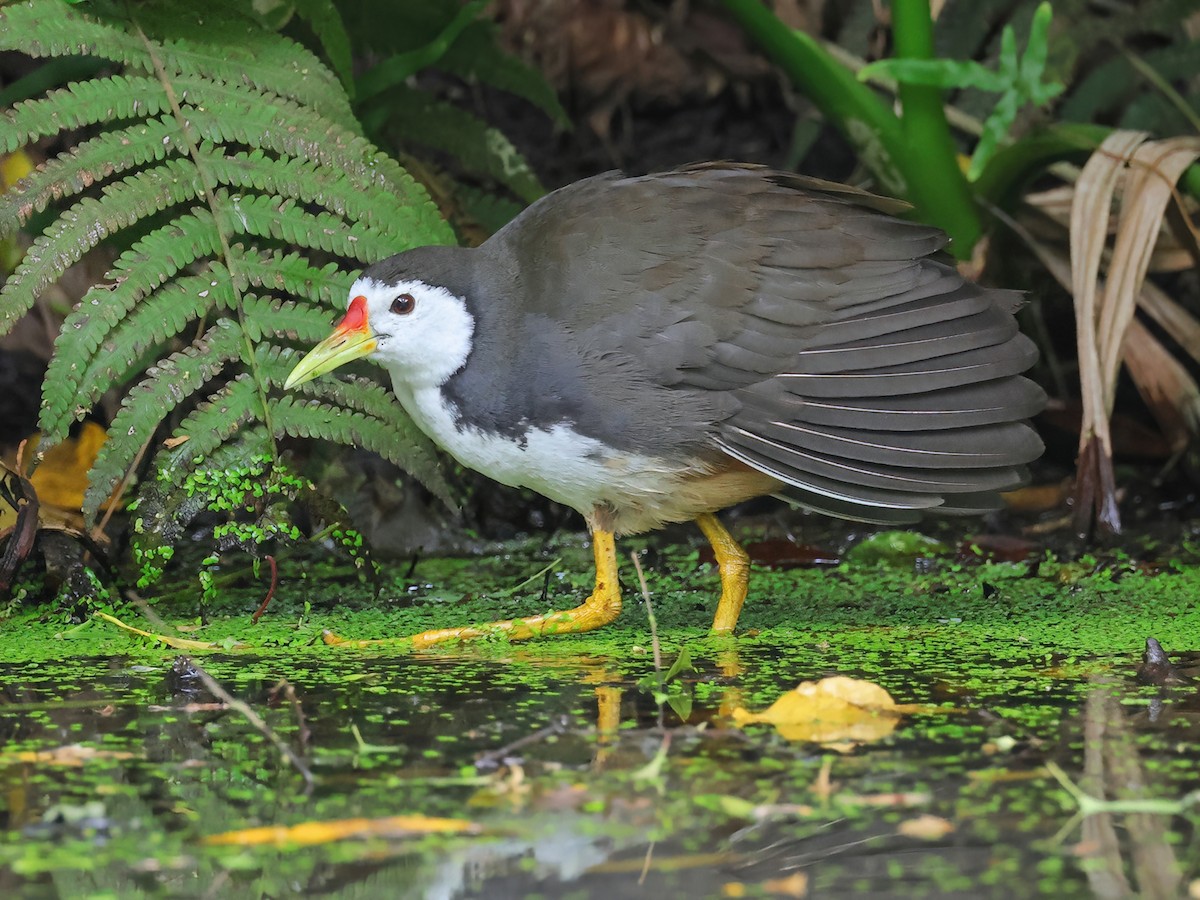 Chřástal běloprsý (Amaurornis phoenicurus)