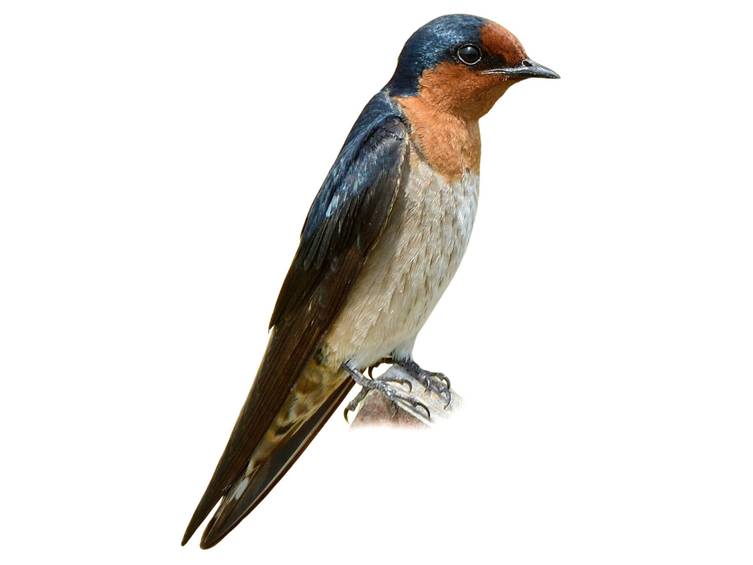 Layang-layang Pasifik (Hirundo tahitica)