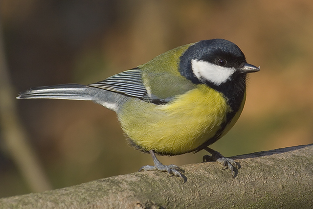 シジュウカラ (Parus minor)