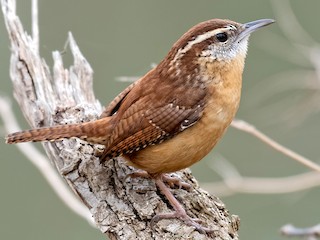 Střízlík karolínský (Thryothorus ludovicianus)