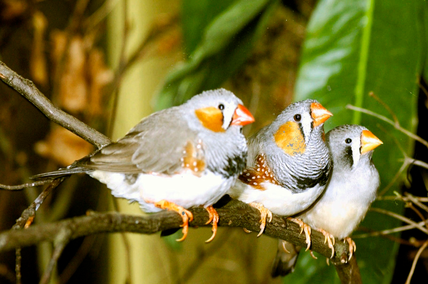 Zebra Finch (Taeniopygia guttata)