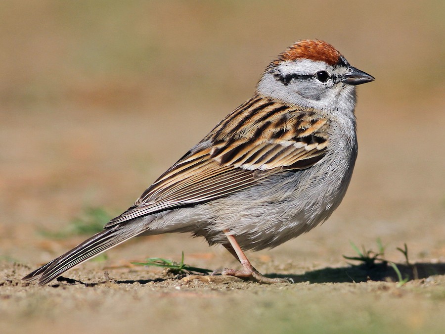 Chipping Sparrow (Spizella passerina)