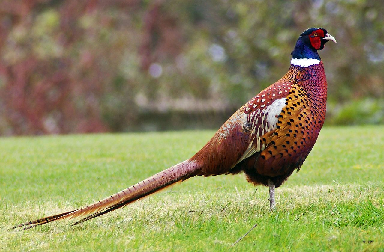꿩 (Phasianus colchicus)