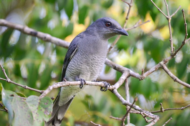 Kucica-rimba Sunda (Coracina larutensis)