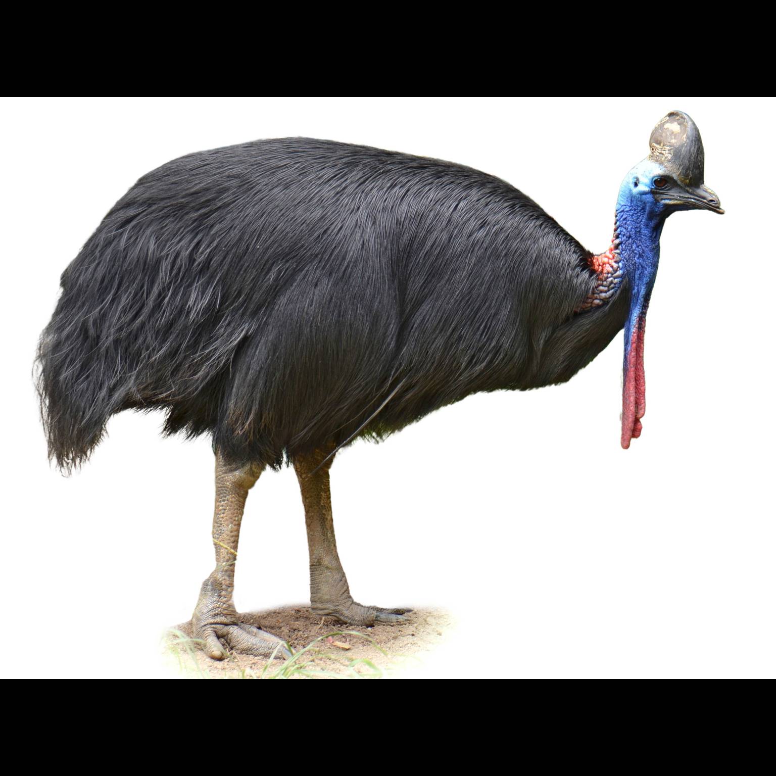 Южный казуар (Casuarius casuarius)