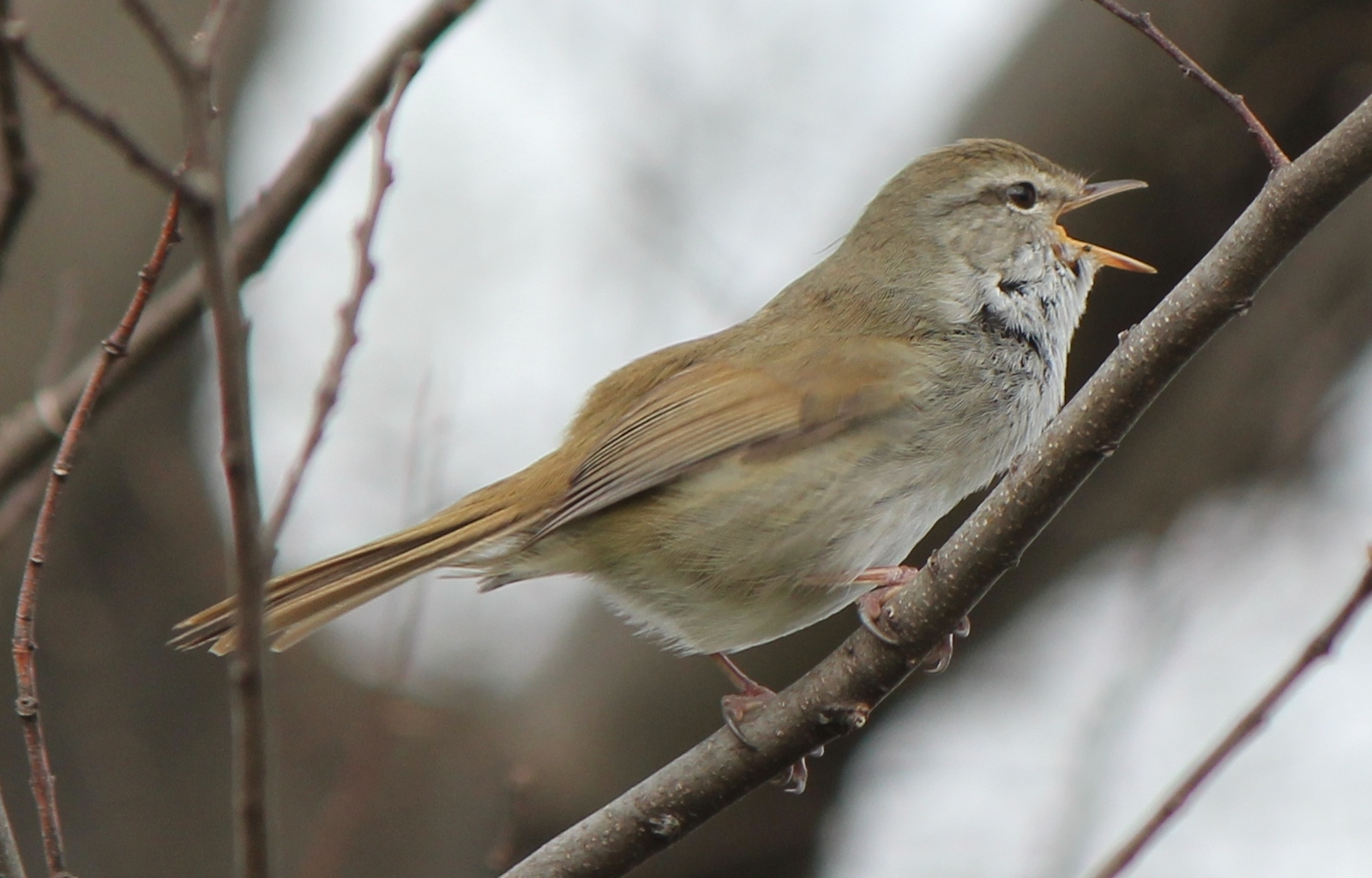 섬휘파람새 (Horornis diphone)