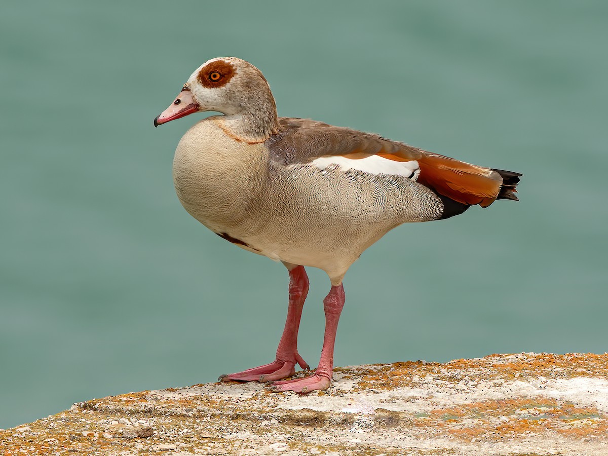 Egyptian Goose (Alopochen aegyptiaca)