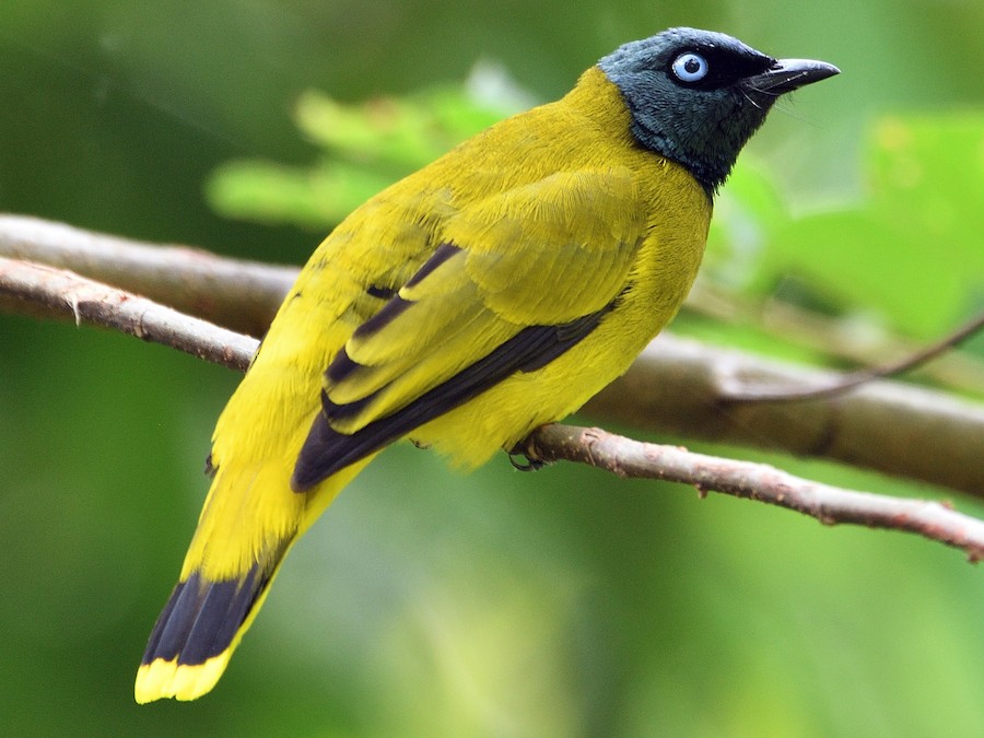 Merbah Kepala Hitam (Pycnonotus atriceps)