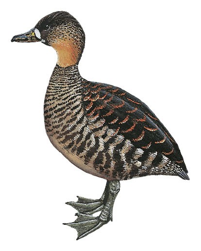 Fehérhátú réce (Thalassornis leuconotus)