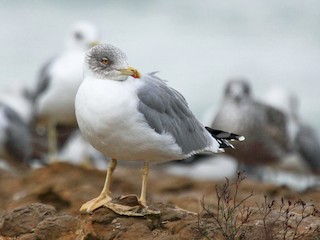 Yellow-legged Gull (Larus michahellis)